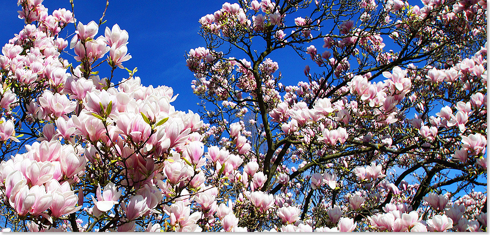 Am 20. Mrz 2017 ist Frhlingsanfang. Alle Jahre wieder entfalten die Magnolien als Frhlingsboten unserer Breiten fr wenige Tage ihre Bltenbracht. Daran ndern auch die drei winterlichen Berichte unserer Redakteure aus den vergangenen Wintermonaten nichts.