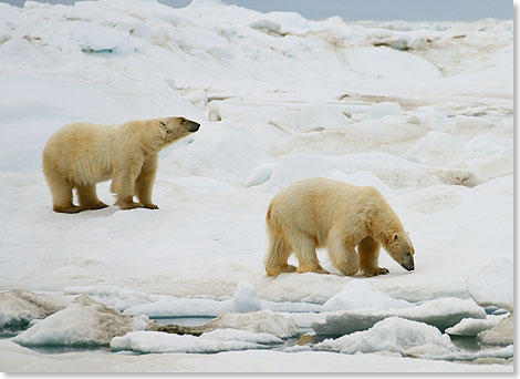 Zwei Eisbären sind so nahe am Schiff, dass man von der Reling aus ein Selfie mit ihnen machen kann.