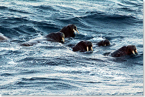 Ein Anlandung auf Wahlbergøya ist wegen dem Wind nicht möglich. Die dort lebenden Walrosse haben Mitleid mit uns und tauchen als Überraschung plötzlich vor unserem Schiff auf.