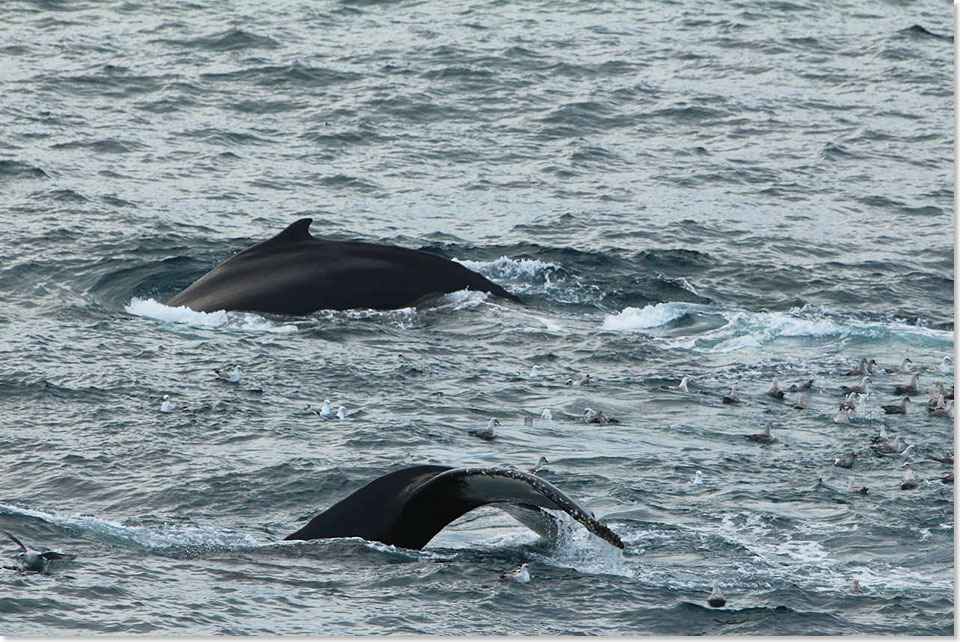 In Teamarbeit sind zwei Buckelwale noch keine Schiffslänge vor unsem Bug eine Stunde gemeinsam am Speisen.