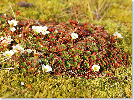 Die Pflanzenwelt ist typisch fr die hiesige Tundrenvegetation.