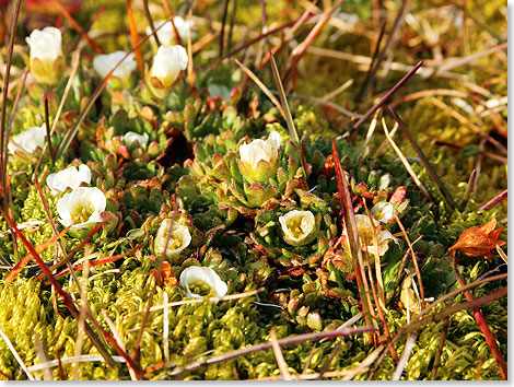Es sollen etwa 130 Blütenpflanzen auf Spitzbergen wachsen.
