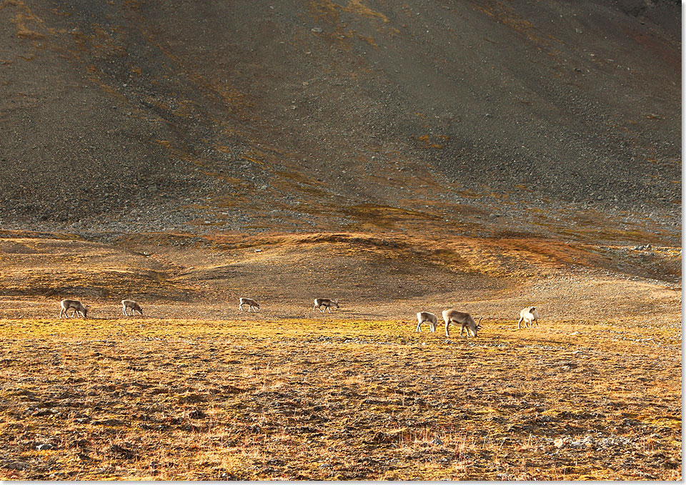 An Land rund um Ymerbukta können wir uns bei unserem letzten Zodiacausflug frei bewegen und sitzend im Gras Abschied nehmen von einem wunderschönen unberührten Fleckchen Erde mit dem Namen Spitzbergen.