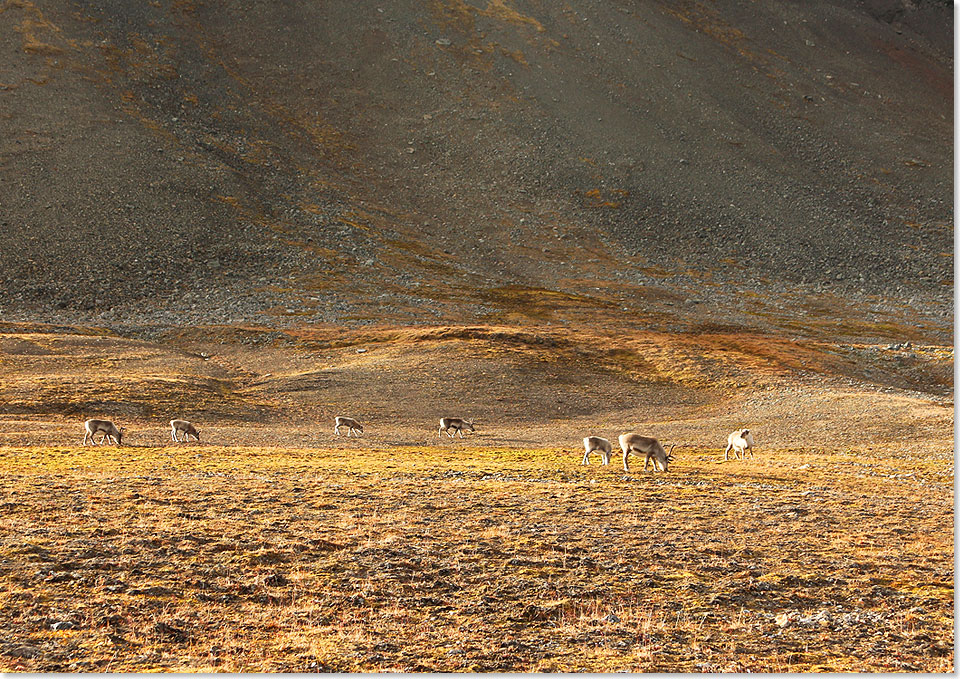 An Land rund um Ymerbukta knnen wir uns bei unserem letzten Zodiacausflug frei bewegen und sitzend im Gras Abschied nehmen von einem wunderschnen unberhrten Fleckchen Erde mit dem Namen Spitzbergen.