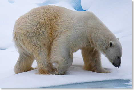 Unsere erster Eisbr und das auf noch kein 100 Meter Entfernung! Er lsst sich von uns nicht stren, aber irgendwann ist ihm die Aufmerksamkeit genug und er zieht davon. 