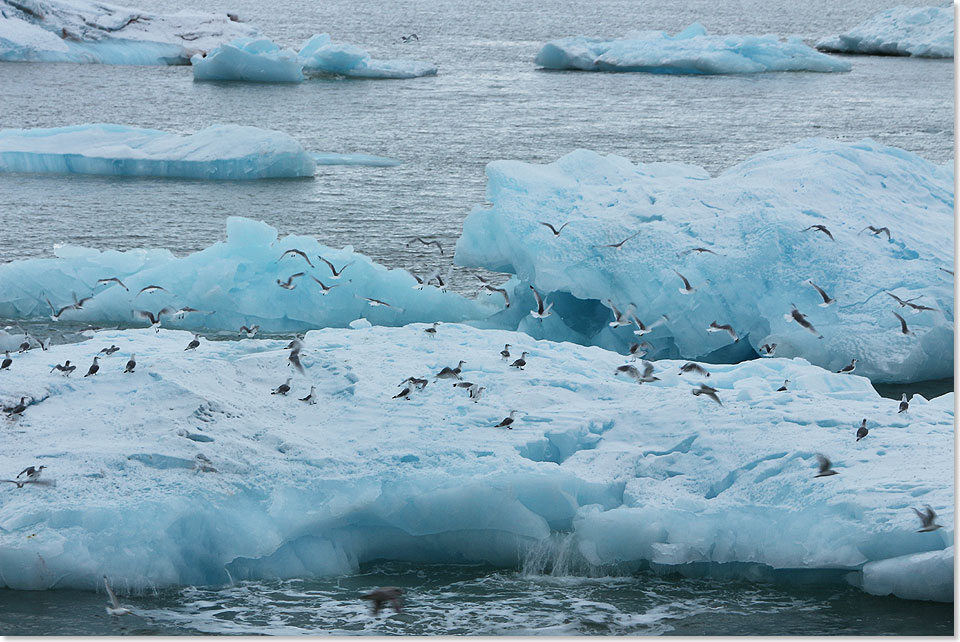 Viele Seevögel nützen die herumtreibende Eisberge, um sich auszuruhen. 