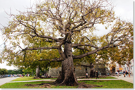 Baobab-Riese vor der Altstadt-Festung von Havanna.