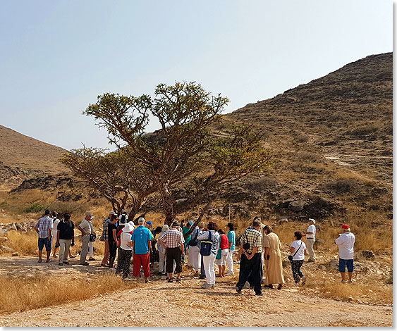 Salalah, Oman. Zwei Weihrauchbume werden besichtigt.