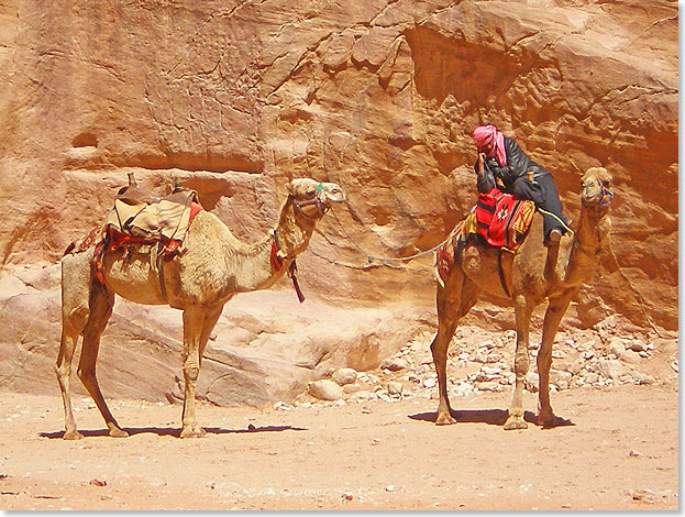 Beduine mit zwei Reitkamelen für Touristen.