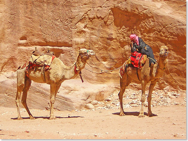 Beduine mit zwei Reitkamelen fr Touristen.