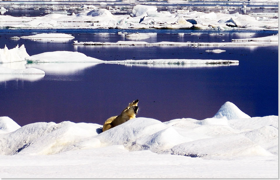 Eisbrenmutter mit Jungem vor Wrangel Island.