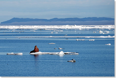 Walross mit Wrangel Island im Hintergrund.