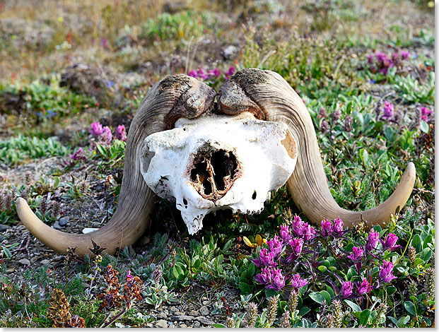 Schdel eines jungen Moschusochsenbullen auf Wrangel Island.