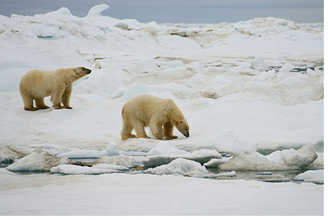 Die Eisbären sind so nahe am Schiff, dass man von der Reling aus ein Selfie mit ihnen machen kann.