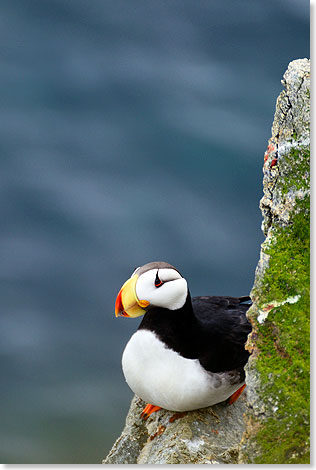 Ein Hornpapageitaucher auf Kolyuchin Island.