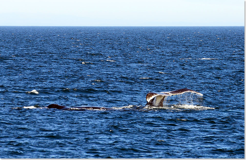 Fluke eines Grönlandwals in der Tschuktschensee.