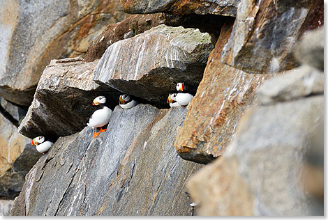 Hornpapageitaucher in einer Felswand auf Kolyuchin Island.