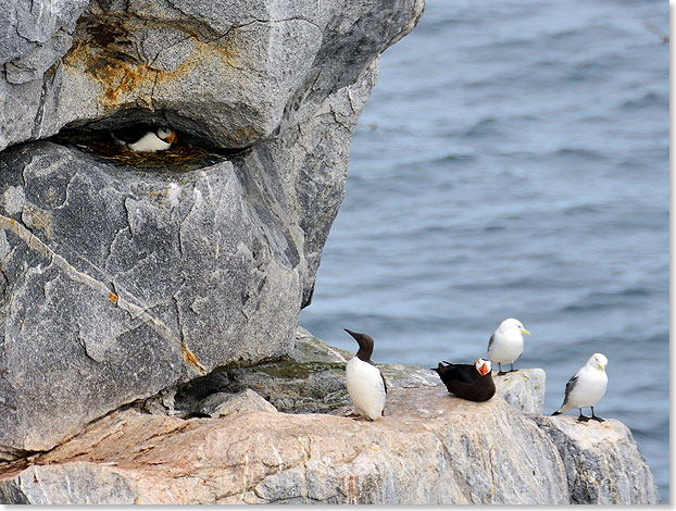 Hornpapapgeitaucher, Trottellumme, Schopfpapageitaucher und Dreizehenmwen (v.l.n.r.) auf Kolyuchin Island.