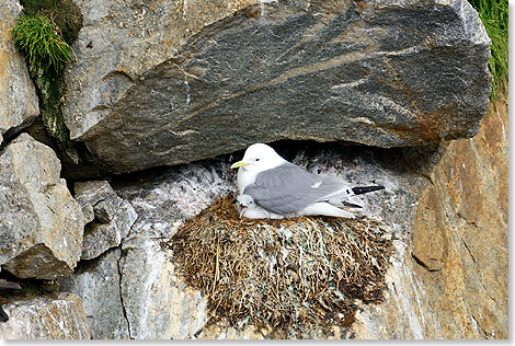 Dreizehenmwe mit Kken auf Kolyuchin Island.