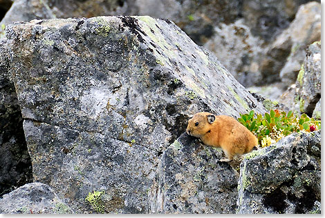 Ein Pika, ein kleiner arktischer Nager auf Yttigran Island.