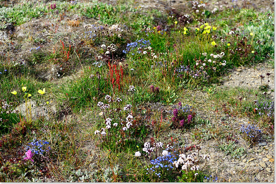 Vielfltiges Blumenfeld auf Wrangel Island.