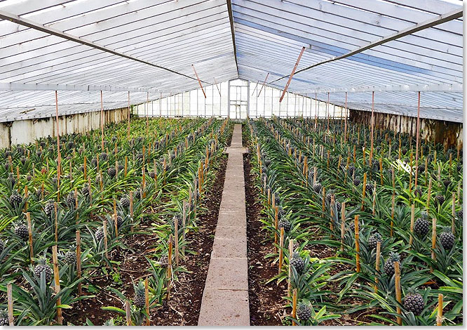 Die Ananas wird auf So Miguel in Gewchshusern angebaut.