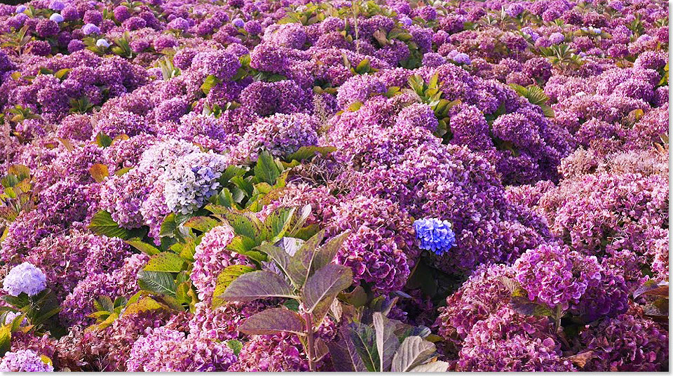 Hortensien blhen in allen Farben allerorts auf der Insel.