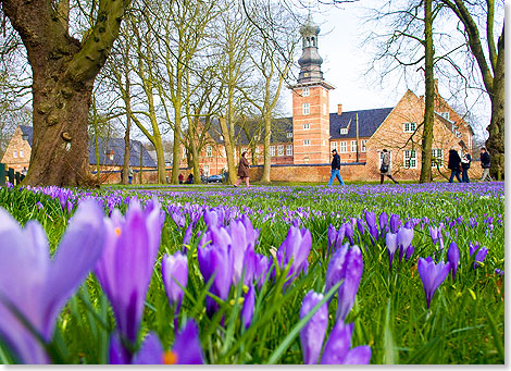 Lila Pracht an der Nordseekste Schleswig-Holsteins vor dem Schloss in Husum.